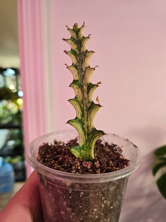 Euphorbia ‘Mint Crème’ – Pastel Variegated Collector Succulent | Medium