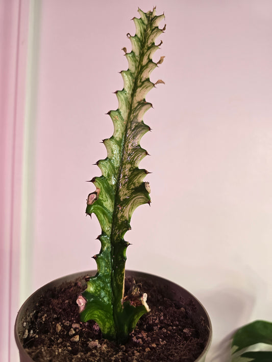 Euphorbia ‘Mint Crème’ – Pastel Variegated Statement Succulent | Large