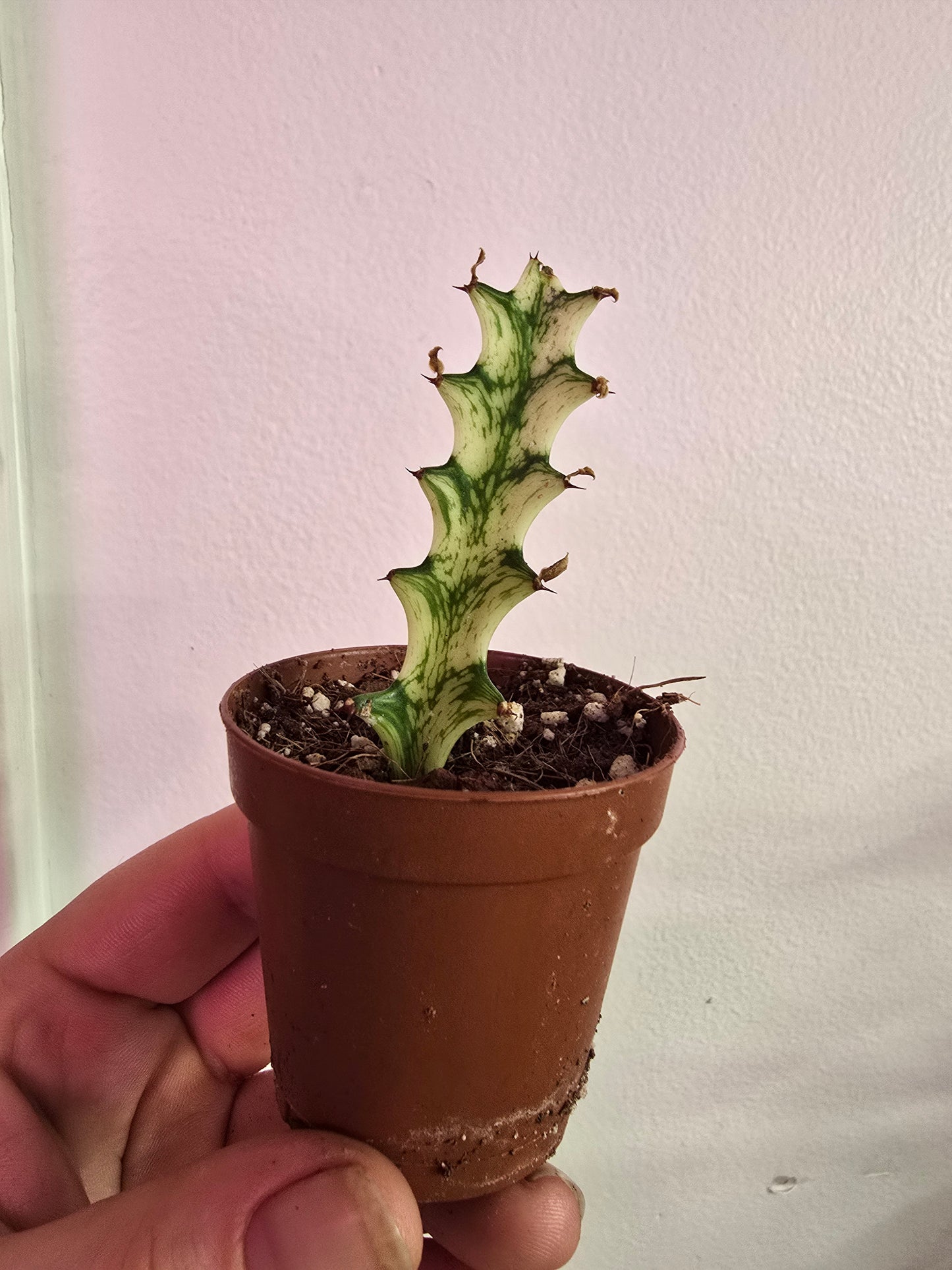 Euphorbia ‘Mint Crème’ – Pastel Variegated Collector Succulent | Small