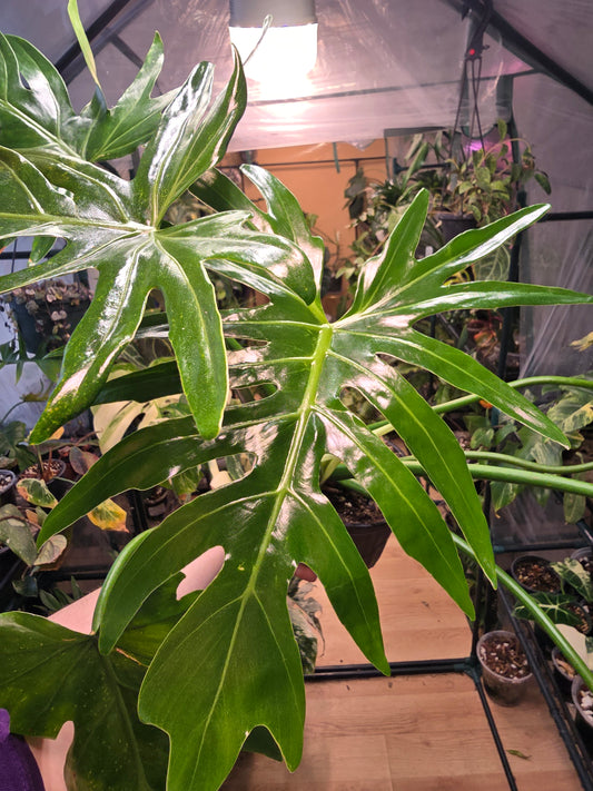 Philodendron radiatum – Sculptural Climbing Aroid | 6″ Pot