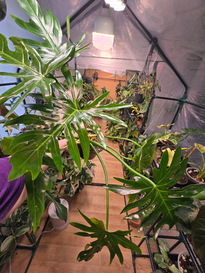 Philodendron radiatum – Sculptural Climbing Aroid | 6″ Pot