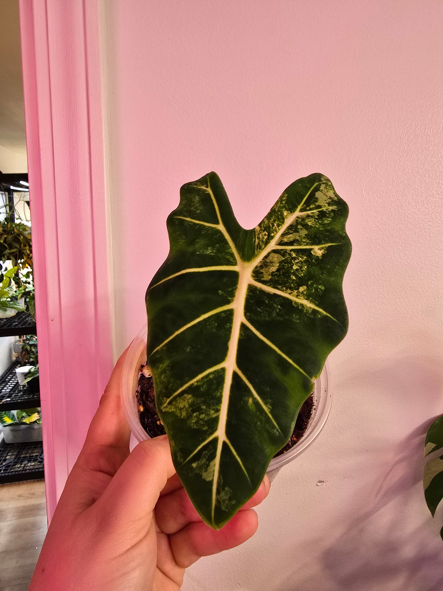 Alocasia ‘Frydek’ Variegated – Rare Velvet Collector Aroid | 4″ Pot