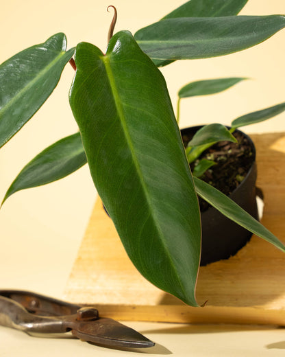 4" Philodendron 'Spiritus Sancti'