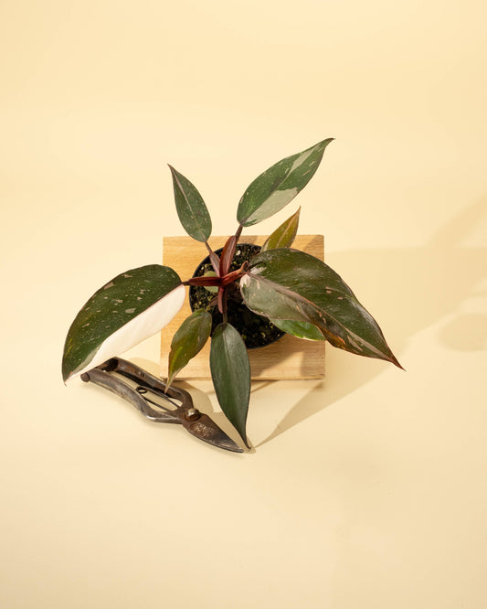 4" Philodendron Red Anderson 'Pink Knight'