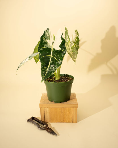 6" Variegated Alocasia 'Frydek'