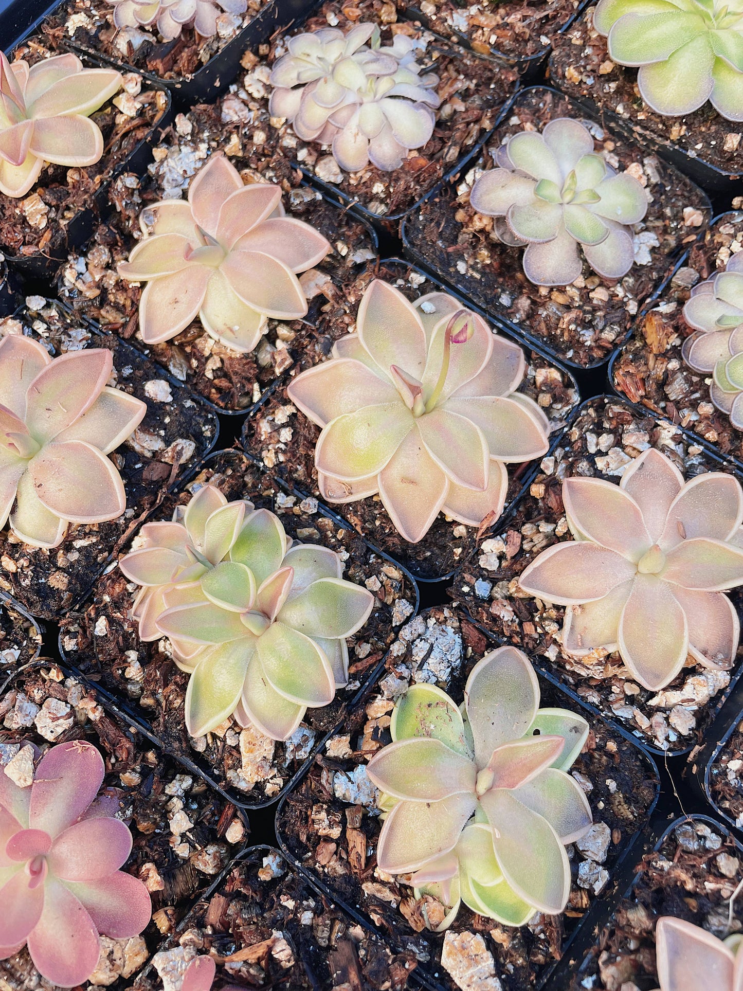 Pinguicula (Butterwort) Carnivorous Plant