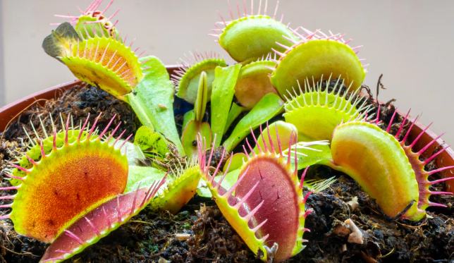 Dionaea Muscipula (Venus Fly Trap)