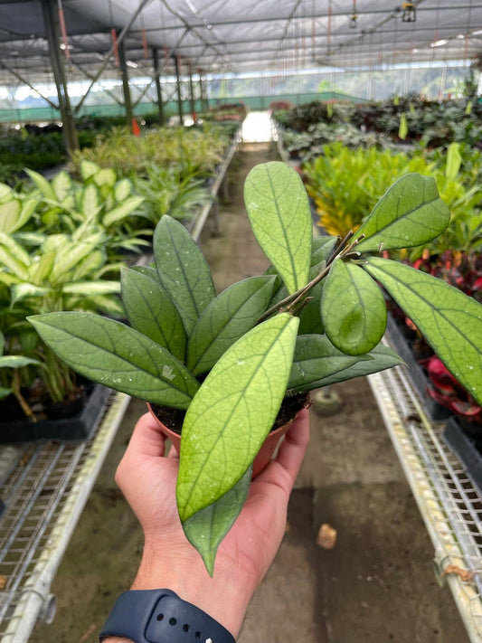 Hoya 'Crassipetiolata Splash'
