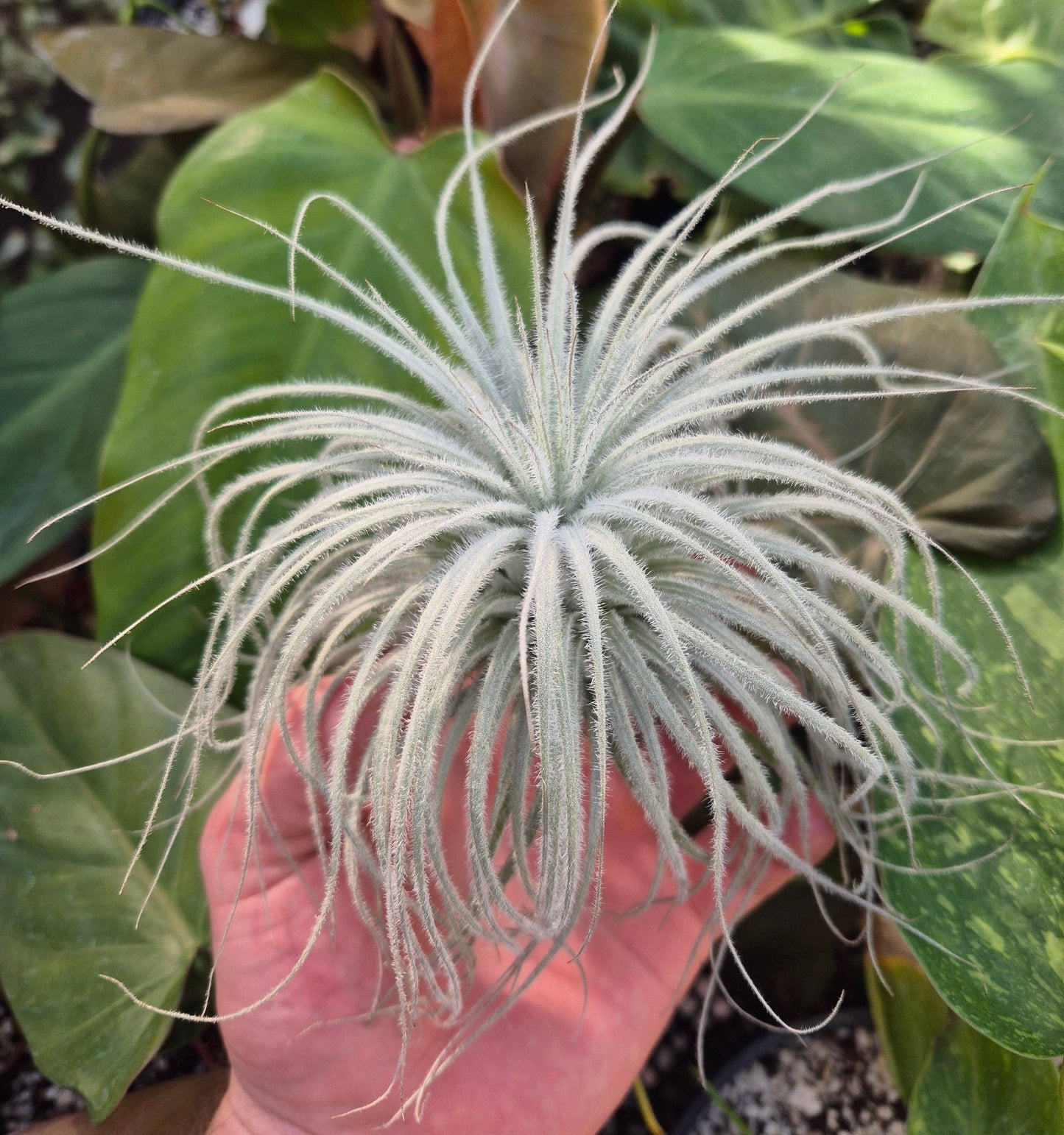 Tillandsia Tectorum Air Plant