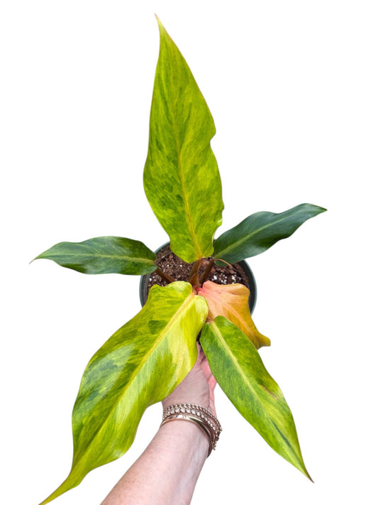 Philodendron Orange Marmalade