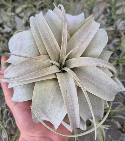 Tillandsia Xerographica Air Plant