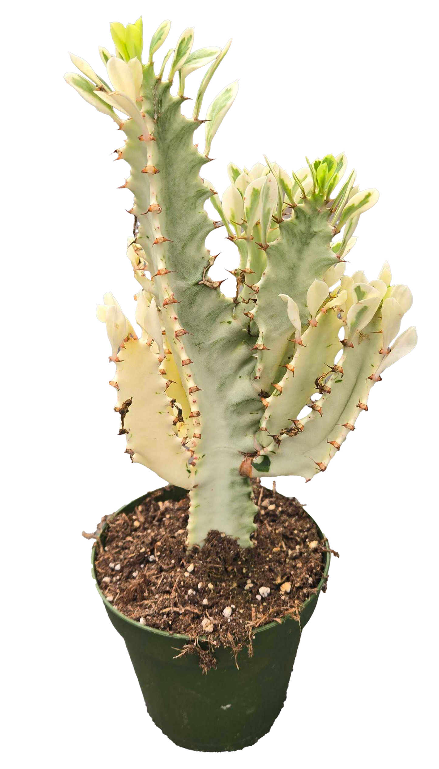 Mottled Spurge Cactus 4 inch Grower Pot