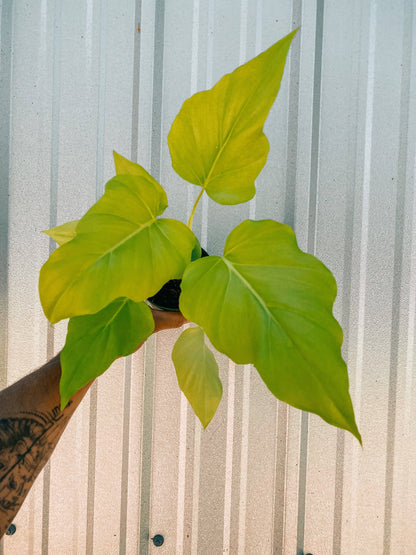 4" Philodendron 'Warscewiczii Aurea'