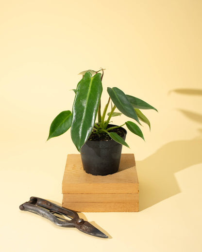 4" Philodendron 'Spiritus Sancti'