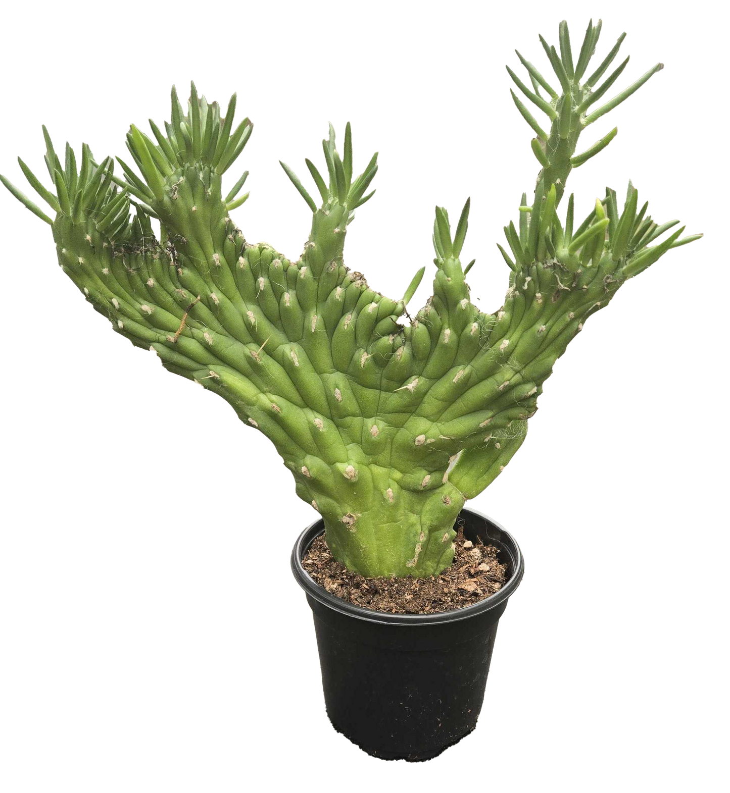 Opuntia Subulata Crested Cactus 4 inch Grower Pot