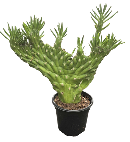 Opuntia Subulata Crested Cactus 4 inch Grower Pot