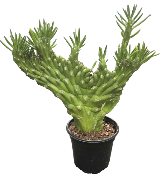 Opuntia Subulata Crested Cactus 4 inch Grower Pot