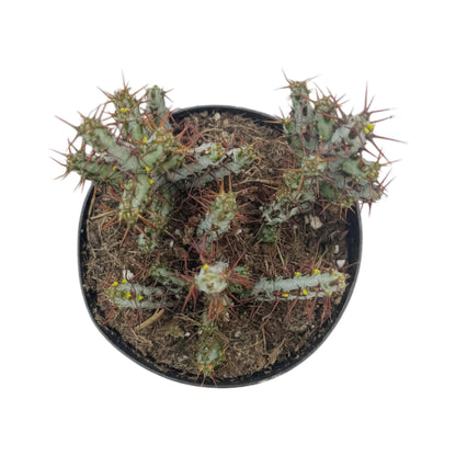 Miniature Saguaro | 3.5 inch | Euphorbia aeruginosa