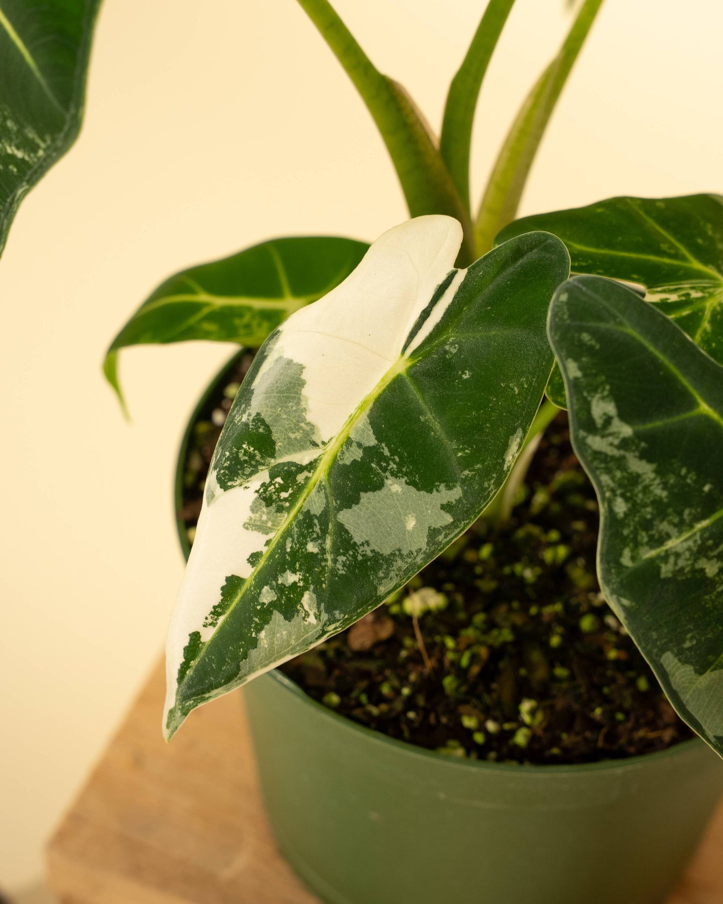 6" Variegated Alocasia 'Frydek'