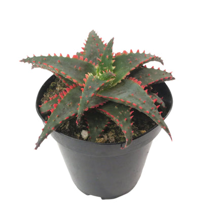 Aloe Christmas Sleigh | 3.5 inch | Star Aloe Hybrid