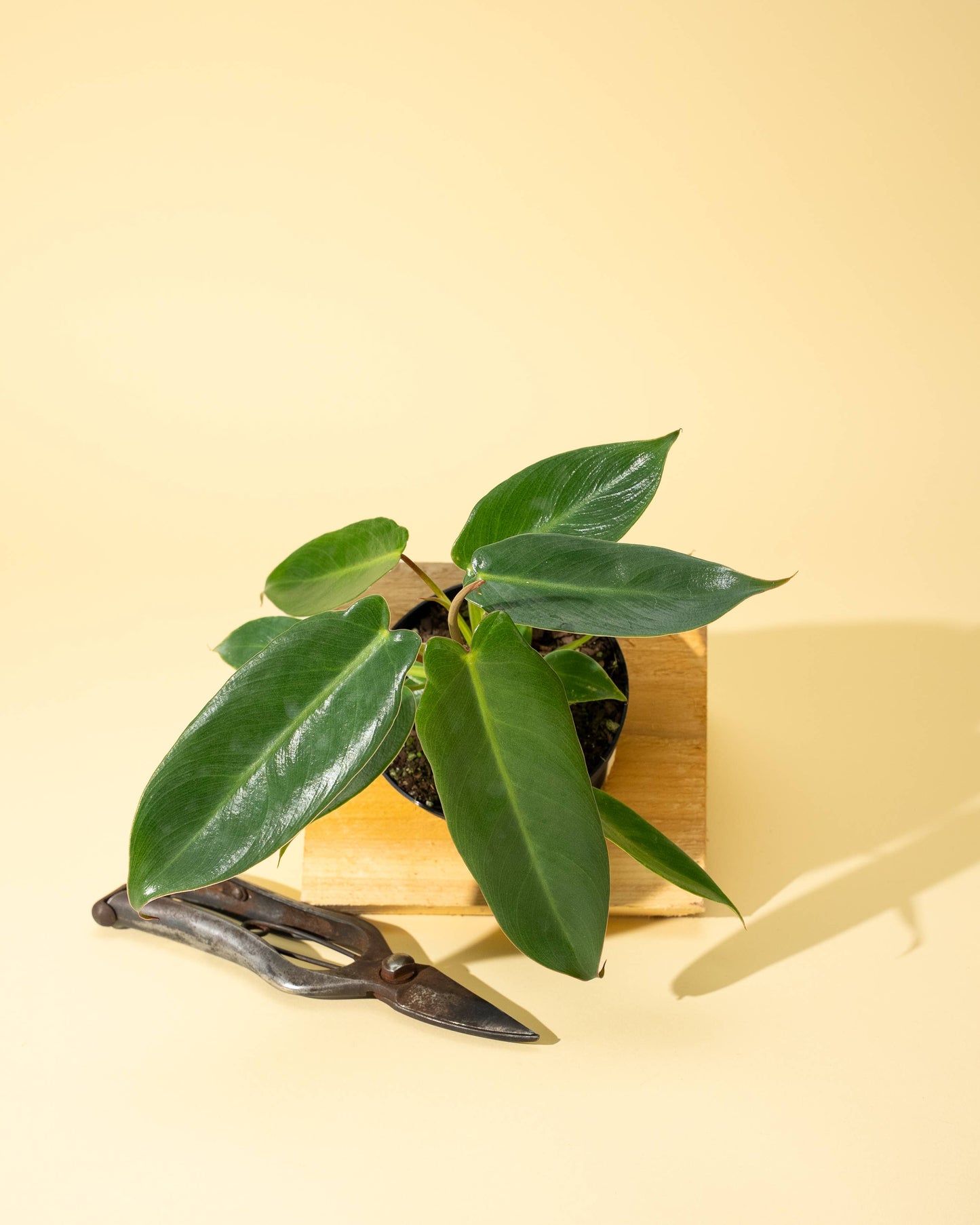 4" Philodendron 'Spiritus Sancti'