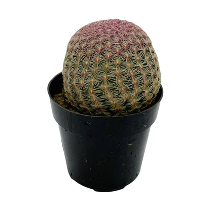 Rainbow Hedgehog Cactus | 2.5 in | Echinocereus Rigidissimus