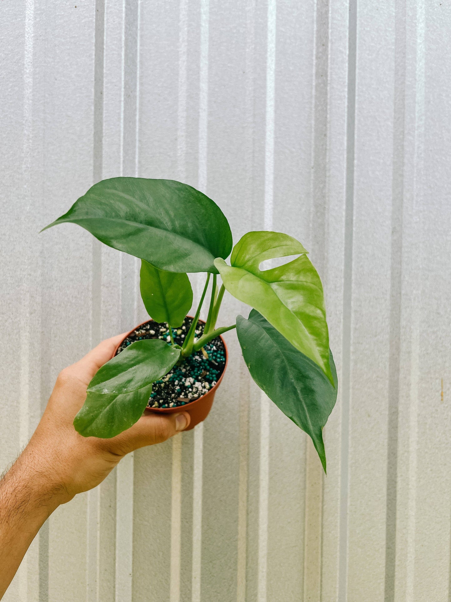 4" Rhaphidophora Tetrasperma 'Mini Monstera'