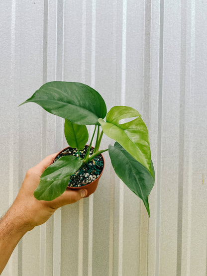 4" Rhaphidophora Tetrasperma 'Mini Monstera'