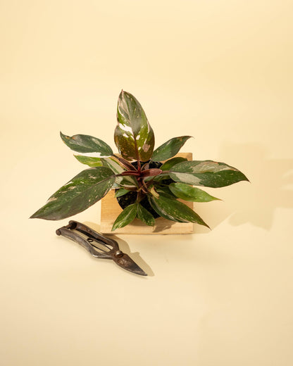 4" Philodendron Red Anderson 'Pink Knight'