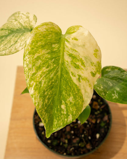 3.5" Monstera 'Mint'