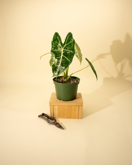 6" Variegated Alocasia 'Frydek'
