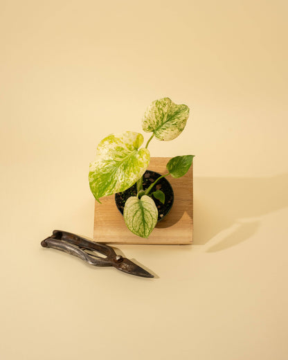 3.5" Monstera 'Mint'