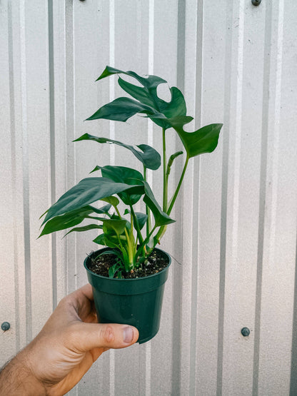 4" Rhaphidophora Tetrasperma 'Mini Monstera'