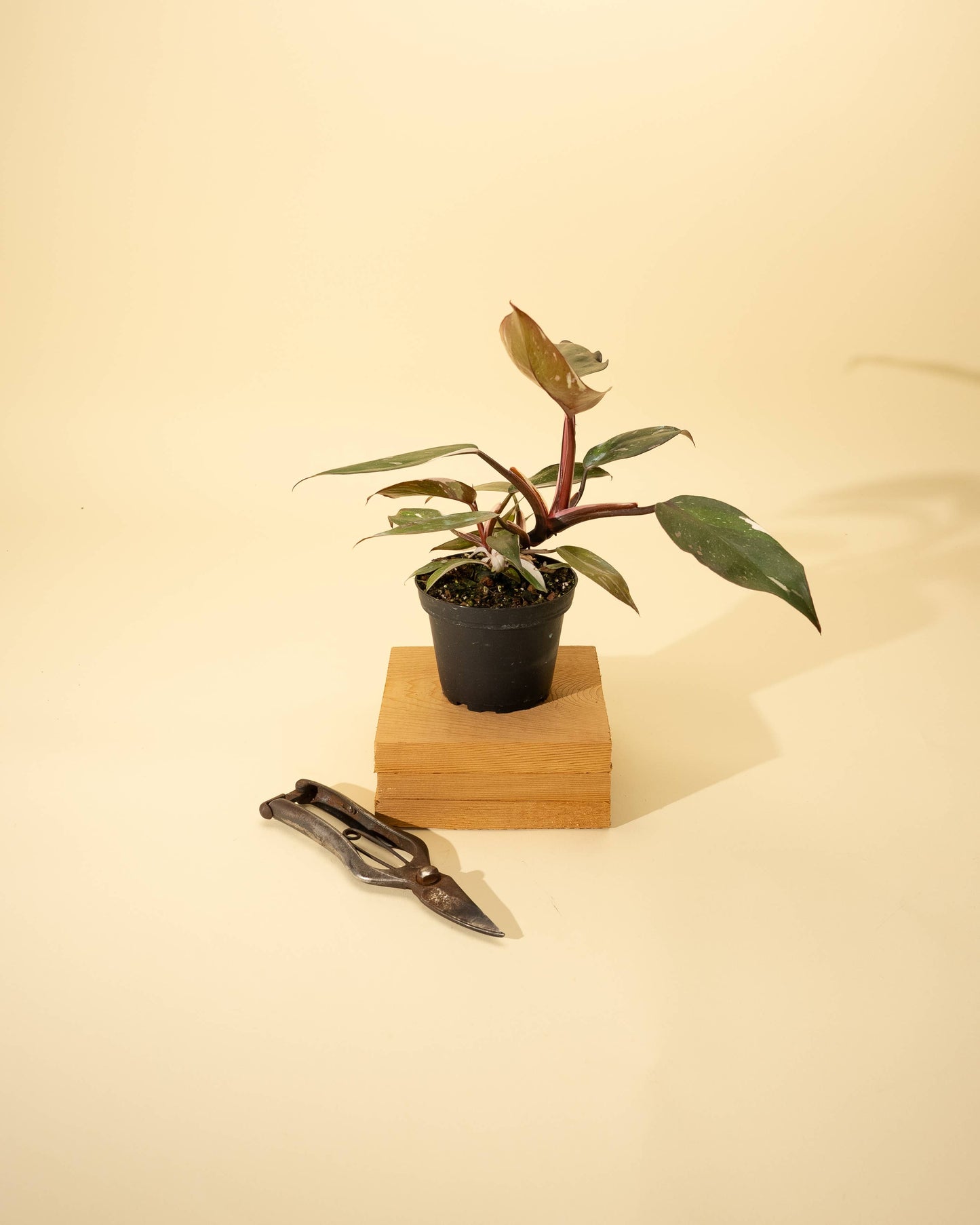 4" Philodendron 'Pink Princess Galaxy Marble'