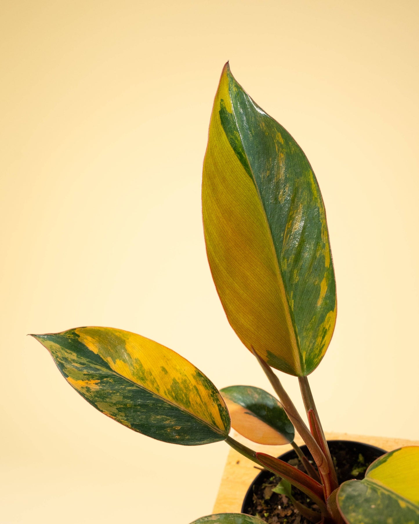 4" Variegated Philodendron Red Congo 'Red Hot'