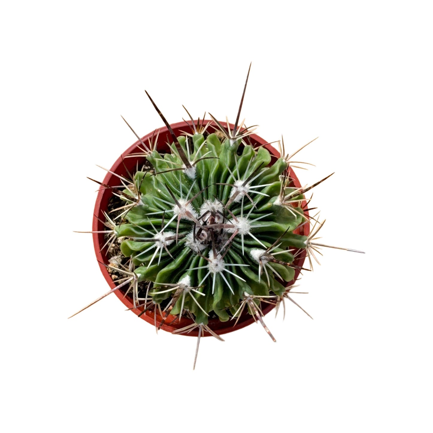 Brain Cactus | 2.5 inch | Stenocactus multicostatus