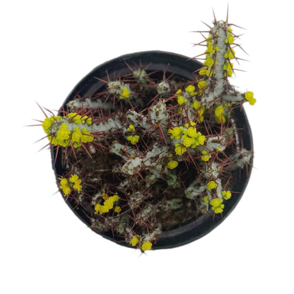 Miniature Saguaro | 3.5 inch | Euphorbia aeruginosa