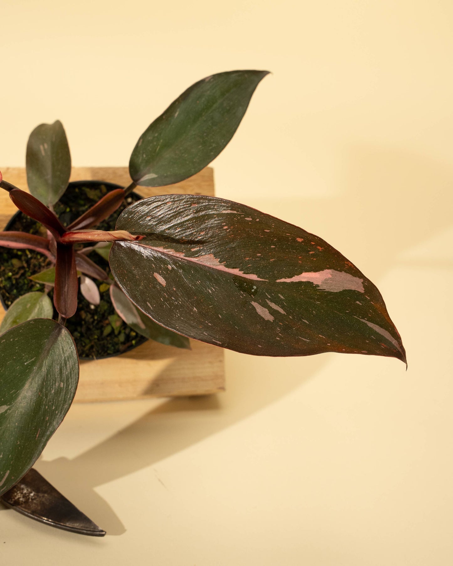 4" Philodendron 'Pink Princess Galaxy Marble'
