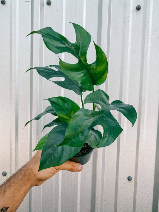 4" Rhaphidophora Tetrasperma 'Mini Monstera'
