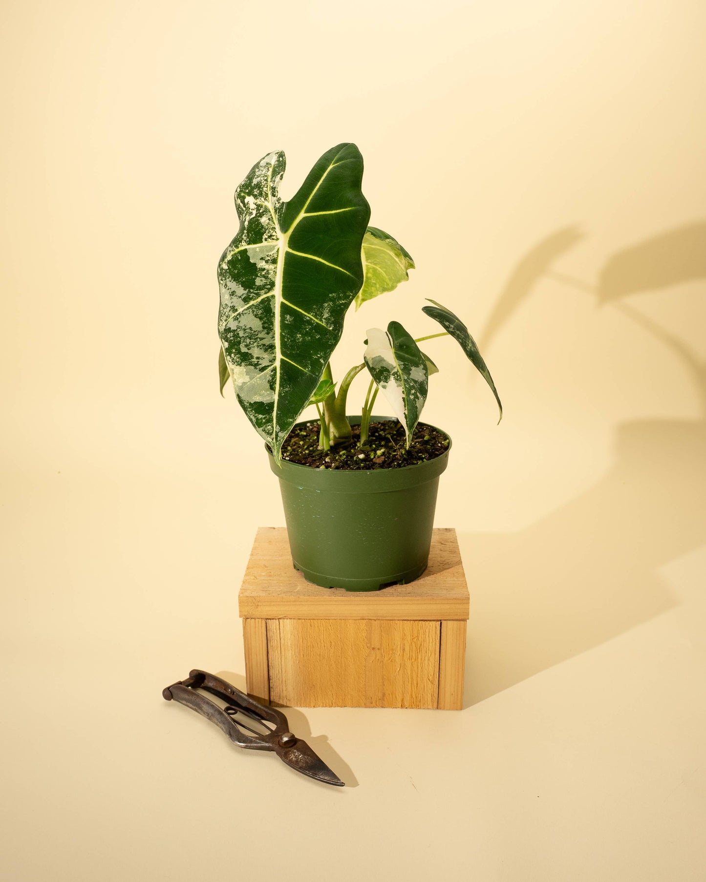 6" Variegated Alocasia 'Frydek'