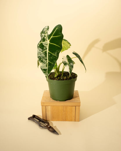 6" Variegated Alocasia 'Frydek'