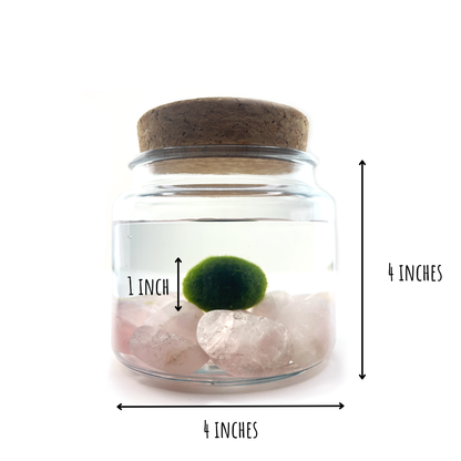 Marimo Moss Ball Terrarium with Crystal Gemstones