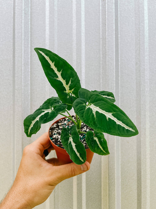 4" Syngonium 'Wendlandii'