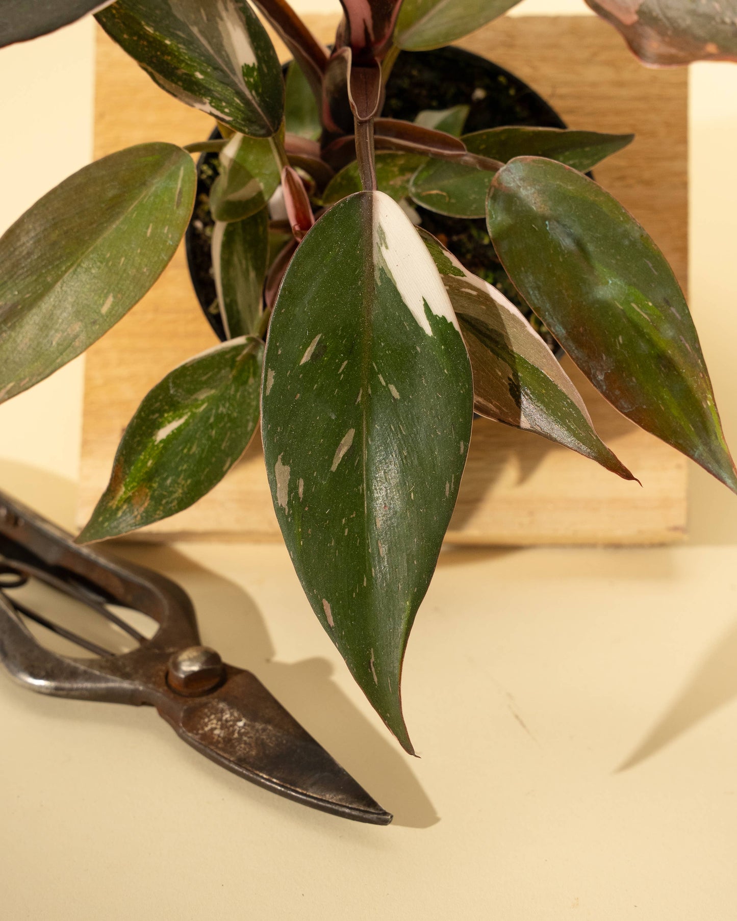 4" Philodendron Red Anderson 'Pink Knight'