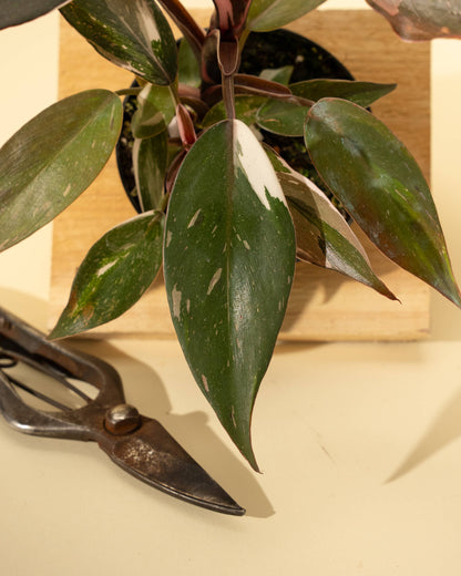 4" Philodendron Red Anderson 'Pink Knight'