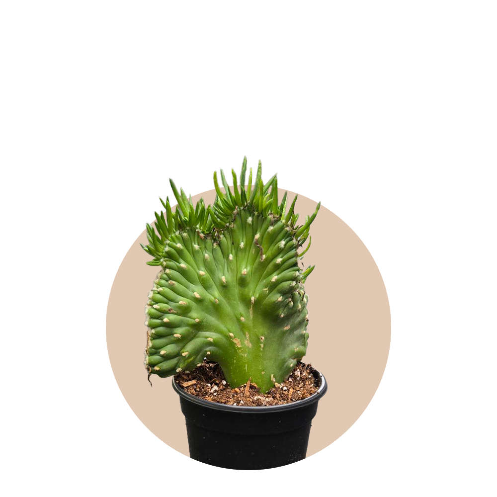 Opuntia Subulata Crested Cactus 4 inch Grower Pot