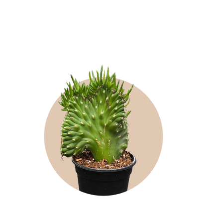 Opuntia Subulata Crested Cactus 4 inch Grower Pot