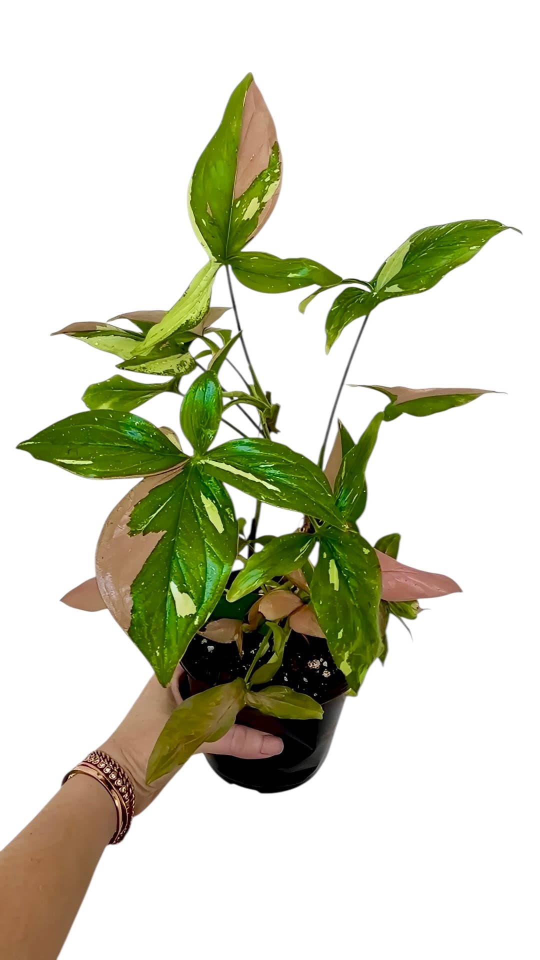 Rare Syngonium Tricolor