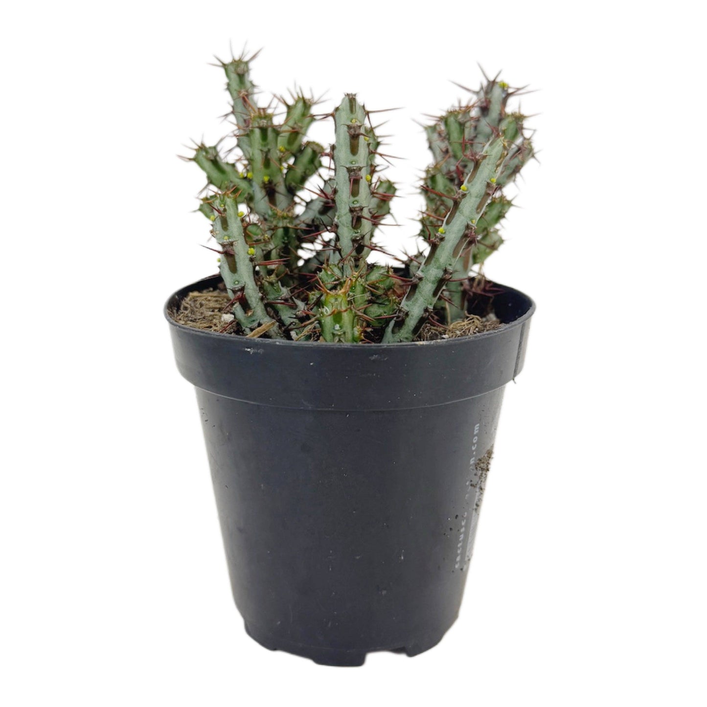 Miniature Saguaro | 3.5 inch | Euphorbia aeruginosa
