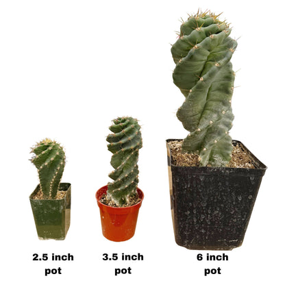 Spiral Cactus | Extra Small 2.5”  | Cereus forbesii spiralis